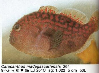 Caracanthus madagascariensis